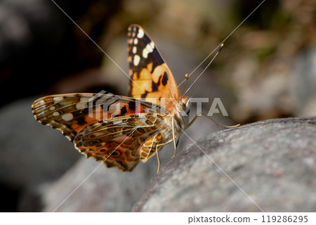 一種常見的蝴蝶，具有美麗的橙色和黑色馬賽克圖案，可以在公園和河岸上看到。 119286295