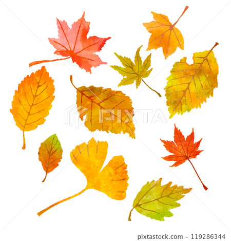 Set of fallen autumn leaves Autumn leaves illustration 119286344