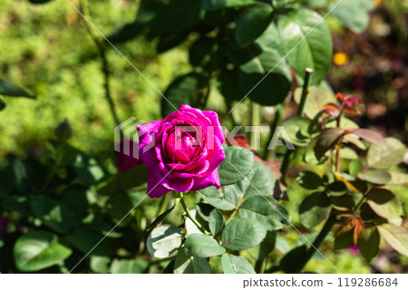 前橋玫瑰園秋季玫瑰 119286684