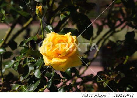 Maebashi Rose Garden: Autumn Roses 119286688
