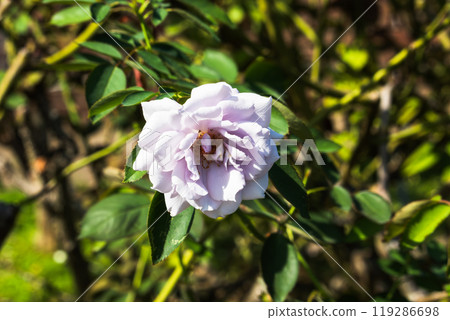 Maebashi Rose Garden: Autumn Roses 119286698