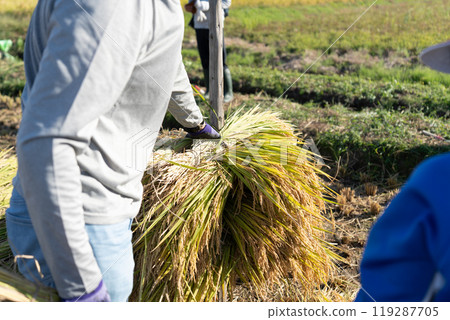 Harvested rice Harvested rice 119287705