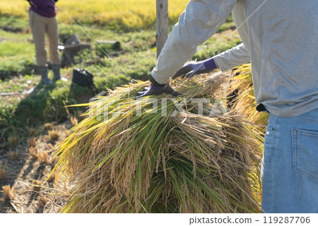 Harvested rice Harvested rice 119287706