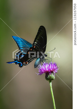 The swallowtail crow is a summer butterfly with beautiful shiny blue-green wings that can be seen in parks and woodlands. The swallowtail crow is a summer butterfly with beautiful shiny blue-green wings that can be seen in parks and woodlands. 119287950