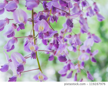 紫藤花 紫藤 紫藤花 紫藤 119287976