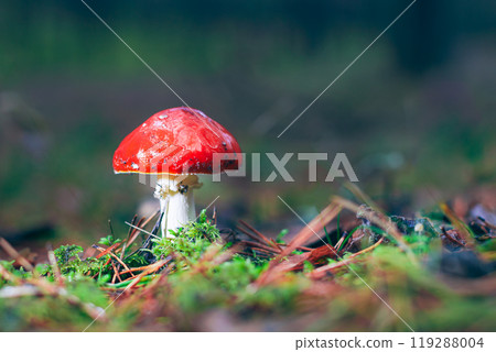 Amanita Muscaria, Known as the Fly Agaric or Fly Amanita Amanita Muscaria, Known as the Fly Agaric or Fly Amanita 119288004