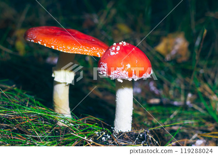 Two Amanita Muscaria, Known as the Fly Agaric or Fly Amanita 119288024