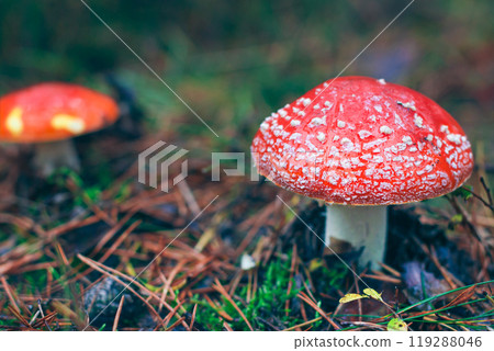 Mature Amanita Muscaria, Known as the Fly Agaric or Fly Amanita Mature Amanita Muscaria, Known as the Fly Agaric or Fly Amanita 119288046
