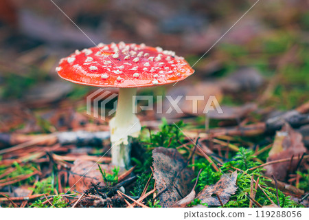 Mature Amanita Muscaria, Known as the Fly Agaric or Fly Amanita Mature Amanita Muscaria, Known as the Fly Agaric or Fly Amanita 119288056