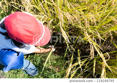 Rice reaping 119288795