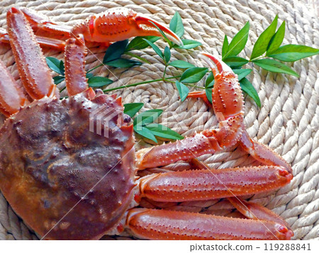 Photo of raw snow crab (Matsuba crab, Echizen crab) 119288841