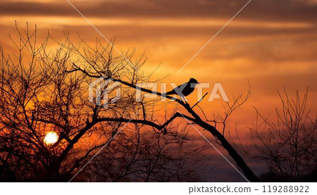 天空和鳥兒被夕陽染上色彩 119288922