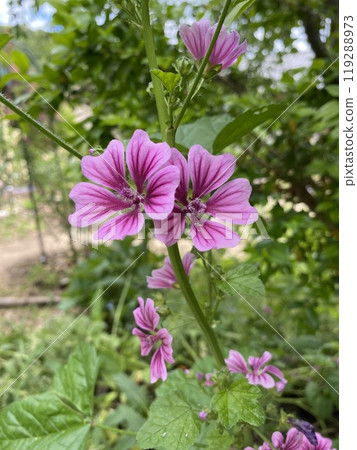 Flowers 119288973