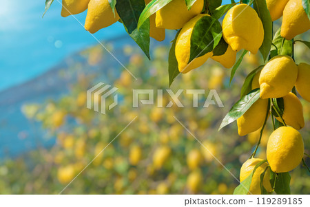 Beautiful lemon garden, bunches of fresh yellow ripe lemons with green leaves 119289185