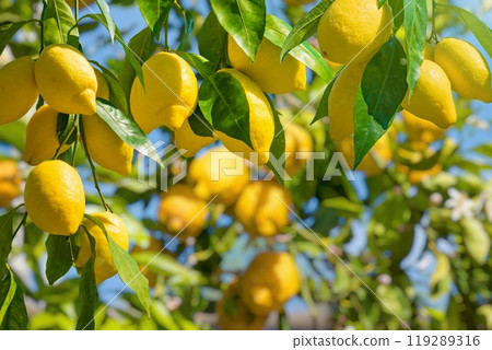 Bunches of fresh yellow ripe lemons with green leaves. Bunches of fresh yellow ripe lemons with green leaves. 119289316