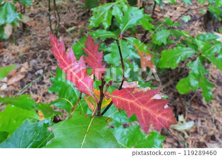 red maple leaf on tree in autumn red maple leaf on tree in autumn 119289460