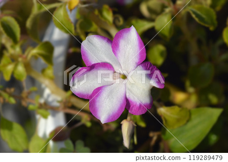 Patience plant Accent Violet Star Patience plant Accent Violet Star 119289479