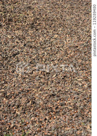 Harvested hazelnuts 119289480