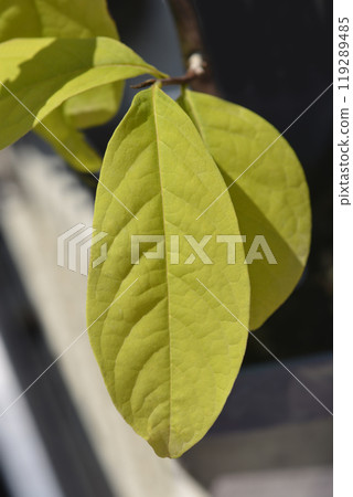 American pawpaw American pawpaw 119289485