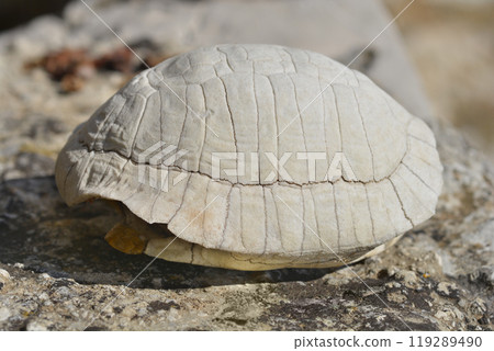 Mediterranean tortoise shell 119289490