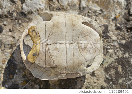 Mediterranean tortoise shell 119289491