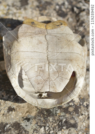 Mediterranean tortoise shell 119289492