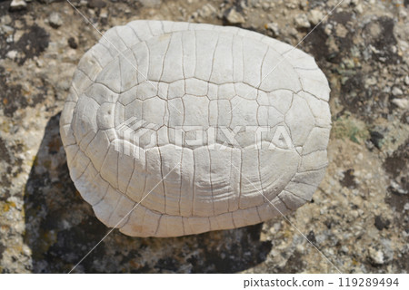 Mediterranean tortoise shell 119289494