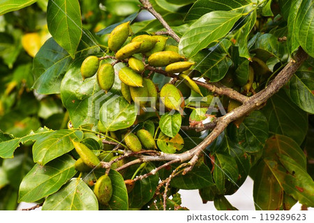 克羅約納豆 119289623