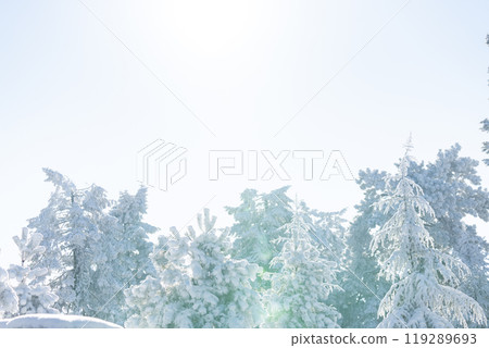 Snow covered trees. Winter forest Snow covered trees. Winter forest 119289693