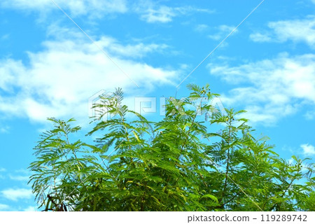 Summer sky and leucaena Summer sky and leucaena 119289742