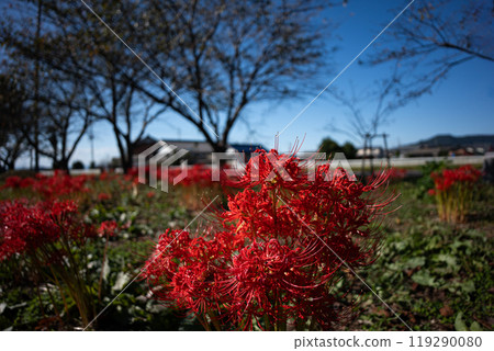 盛開的紅蜘蛛百合和鄉村風景 119290080