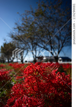 盛開的紅蜘蛛百合和鄉村風景 119290081