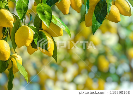 Bunches of fresh yellow ripe lemons with green leaves. 119290168