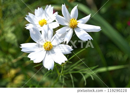 Pure white cosmos blooming in the autumn sunshine Pure white cosmos blooming in the autumn sunshine 119290228