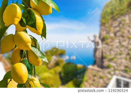 Bunches of fresh yellow ripe lemons, famous Faraglioni Rocks in blue sea, statue of Emperor Augustus on blurred background, Capri Island, Italy. Bunches of fresh yellow ripe lemons, famous Faraglioni Rocks in blue sea, statue of Emperor Augustus on blurred background, Capri Island, Italy. 119290324