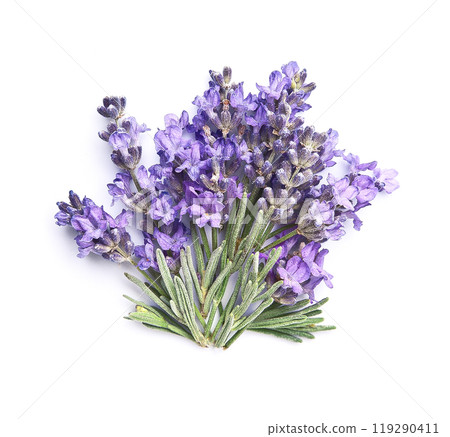 Lavender herbal on white backgrounds 119290411