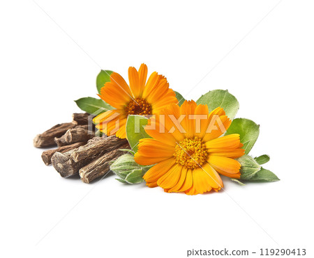 Medical calendula with root calendula on white backgrounds Medical calendula with root calendula on white backgrounds 119290413