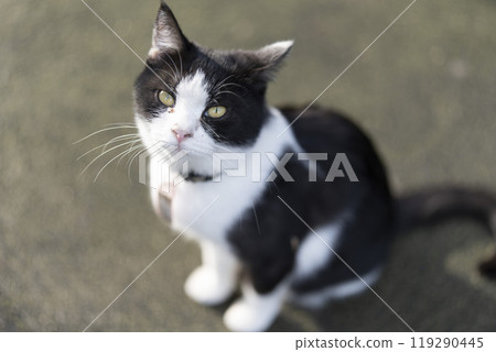 White and black cat White and black cat 119290445