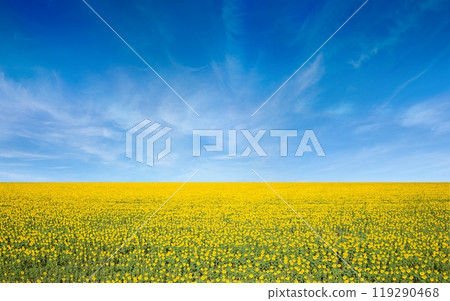 Aerial view of wide field of yellow blooming sunflowers and blue sky with light white clouds in Ukraine 119290468