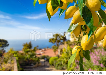 Lemon garden in Capri island ready for harvest. Bunches of fresh yellow ripe lemons with green leaves. Lemon garden in Capri island ready for harvest. Bunches of fresh yellow ripe lemons with green leaves. 119290480