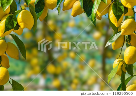 Bunches of fresh yellow ripe lemons with green leaves. 119290500
