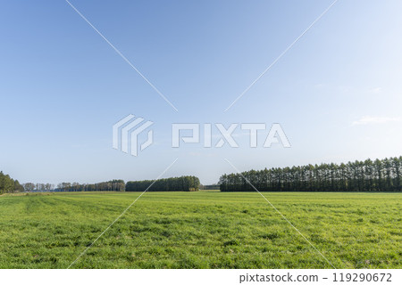 Image of a clear autumn day and rows of Japanese larch trees in Shihoro, Hokkaido Image of a clear autumn day and rows of Japanese larch trees in Shihoro, Hokkaido 119290672