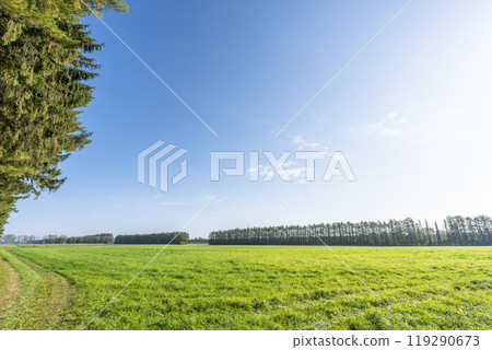 Image of a clear autumn day and rows of Japanese larch trees in Shihoro, Hokkaido Image of a clear autumn day and rows of Japanese larch trees in Shihoro, Hokkaido 119290673