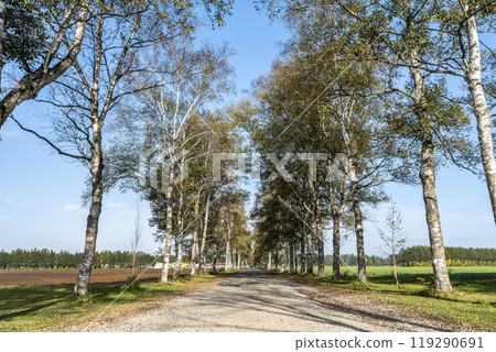 秋天的十勝牧場,白樺林蔭道,北海道音更町 秋天的十勝牧場,白樺林蔭道,北海道音更町 119290691