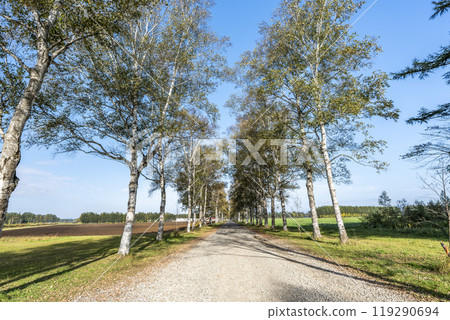 Tokachi Ranch on a clear autumn day, Birch Tree Lined Road, Otofuke Town, Hokkaido 119290694