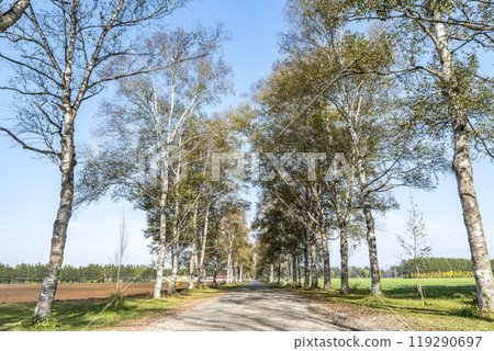 秋天的十勝牧場,白樺林蔭道,北海道音更町 秋天的十勝牧場,白樺林蔭道,北海道音更町 119290697