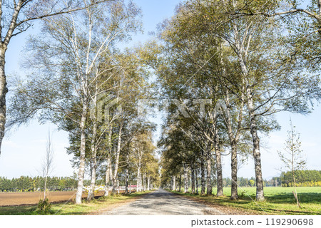 秋天的十勝牧場，白樺林蔭道，北海道音更町 119290698