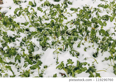 Mustard winter green manure cover crop plants growing with snow cover 119290760