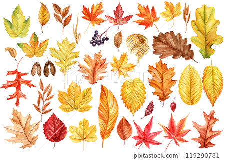Vibrant hand-painted autumn leaves, berry watercolor clipart. Collection isolated on white background for fall designs 119290781