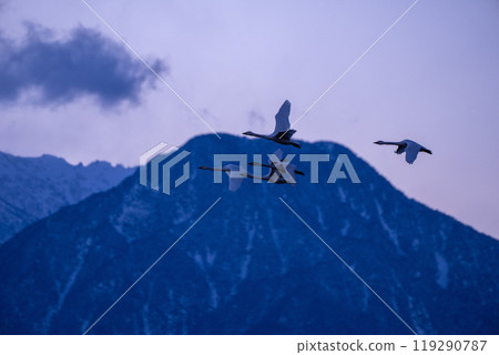 從遙遠的西伯利亞飛到長野縣安曇野的天鵝。以阿爾卑斯山為背景飛行的照片 從遙遠的西伯利亞飛到長野縣安曇野的天鵝。以阿爾卑斯山為背景飛行的照片 119290787